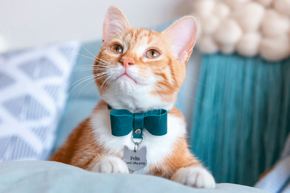 How To Choose A Cat Collar