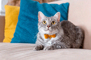 how to train a cat to wear a collar
