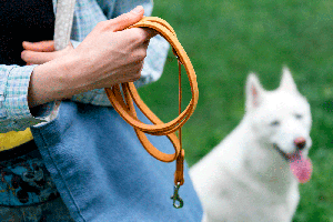 how to get a dog to walk on a leash