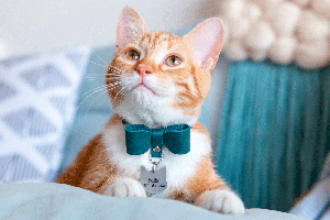 How to choose a cat collar