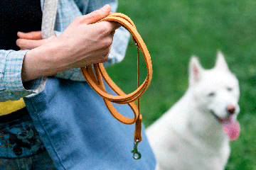 How to get a dog to walk on a leash?