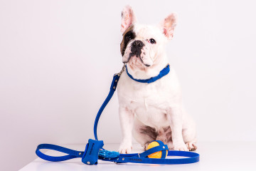 Essential Accessories for Active Dogs: Harnesses, Leashes, and More