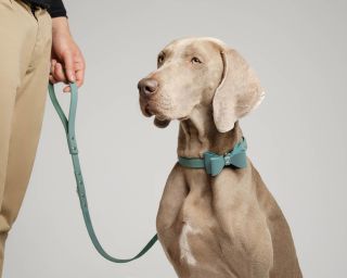 Leather Dog Leash, Size S In Iceberg Color
