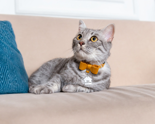 Breakaway Cat Collar