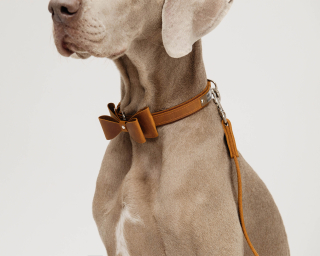 Leather Bow Tie Dog Collar