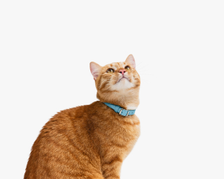 Personalized Leather Cat Collar