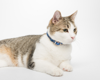 Cat Collar, Dusty Rose + Sapphire