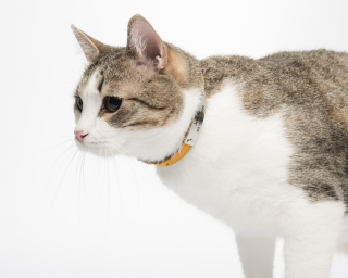 Cat Collar, Espresso + Caramel