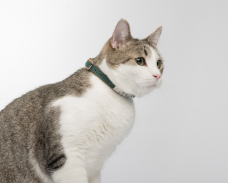 Cat Collar, Caramel + Ocean Blue