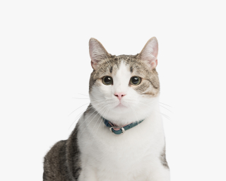 Cat Collar, Blush Pink + Ocean Blue