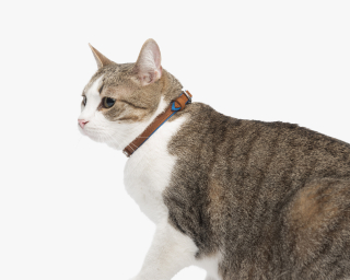 Cat Collar, Sapphire + Cognac