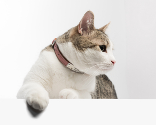 Cat Collar, Cognac + Dusty Rose