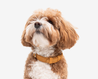 Leather Small Breed Dog Collar