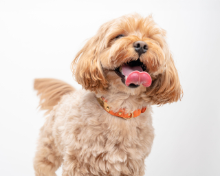 Suede Small Breed Dog Collar