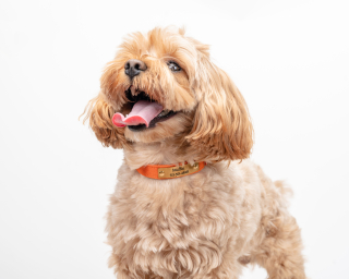 Suede Small Breed Dog Collar