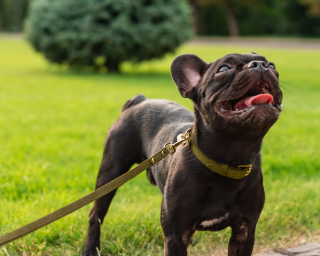 Suede Small Breed Dog Leash