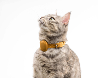 AirTag Compatible Cat Collar