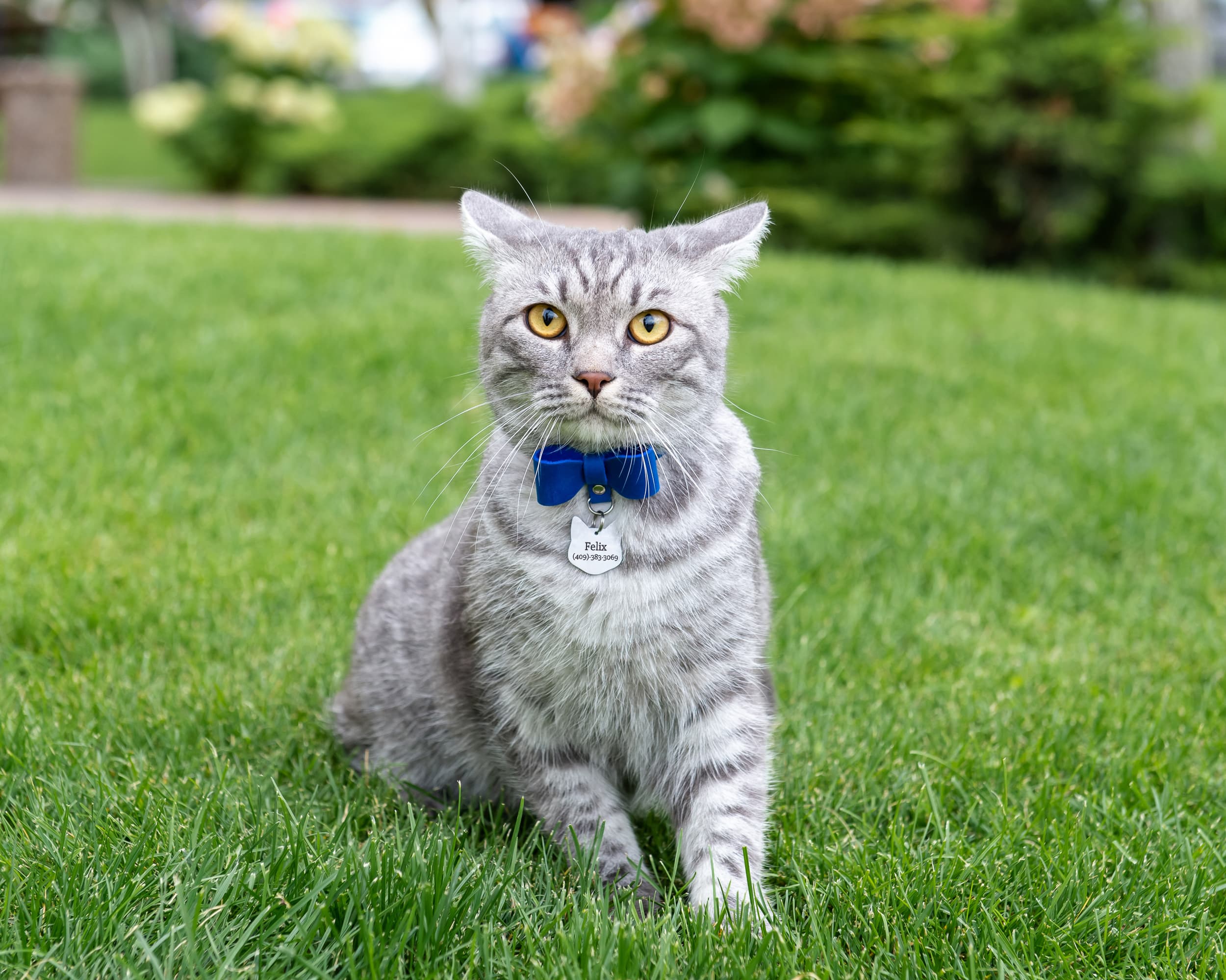 How to train your cat to wear a collar - Ontario SPCA and Humane