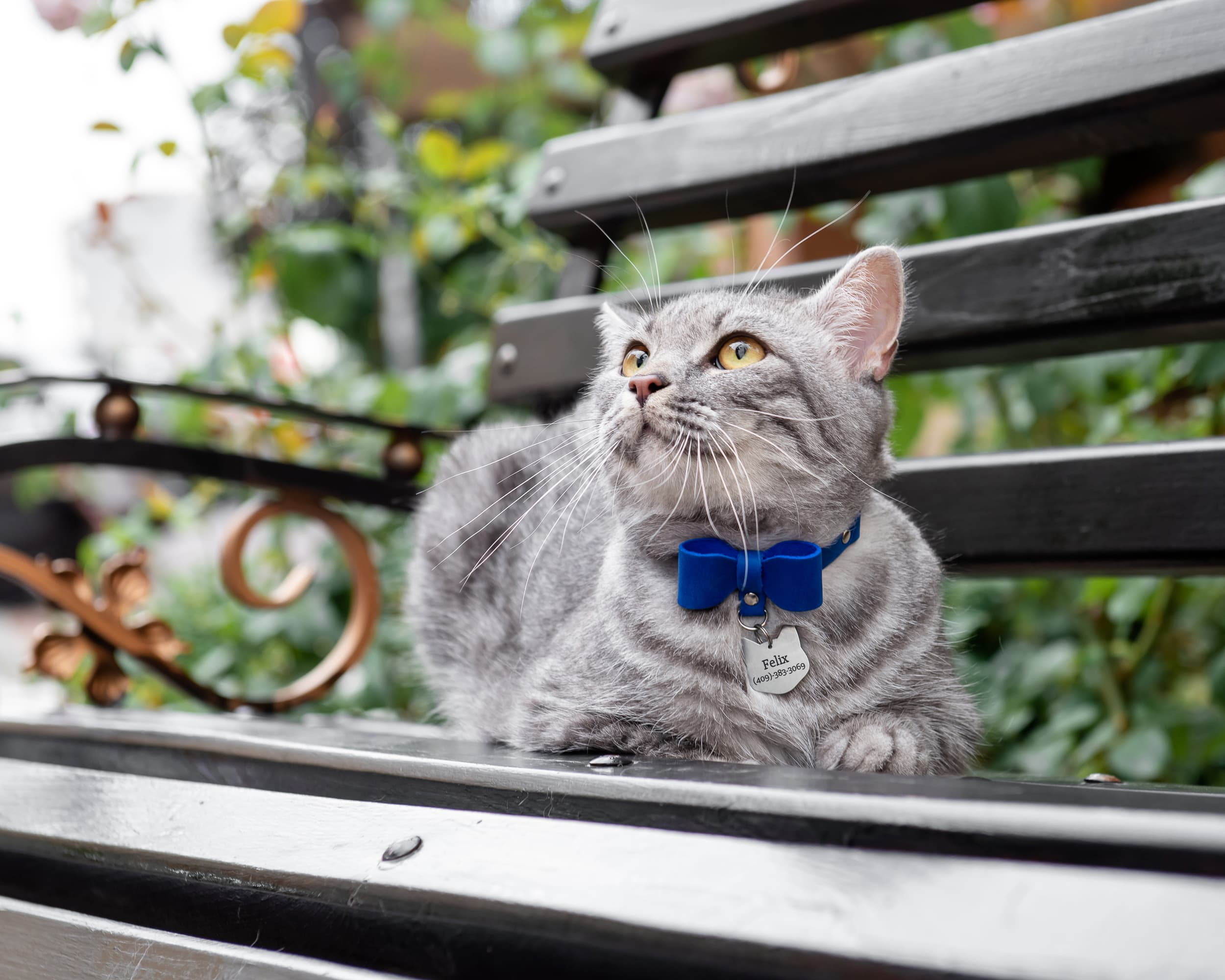 engraved cat collar