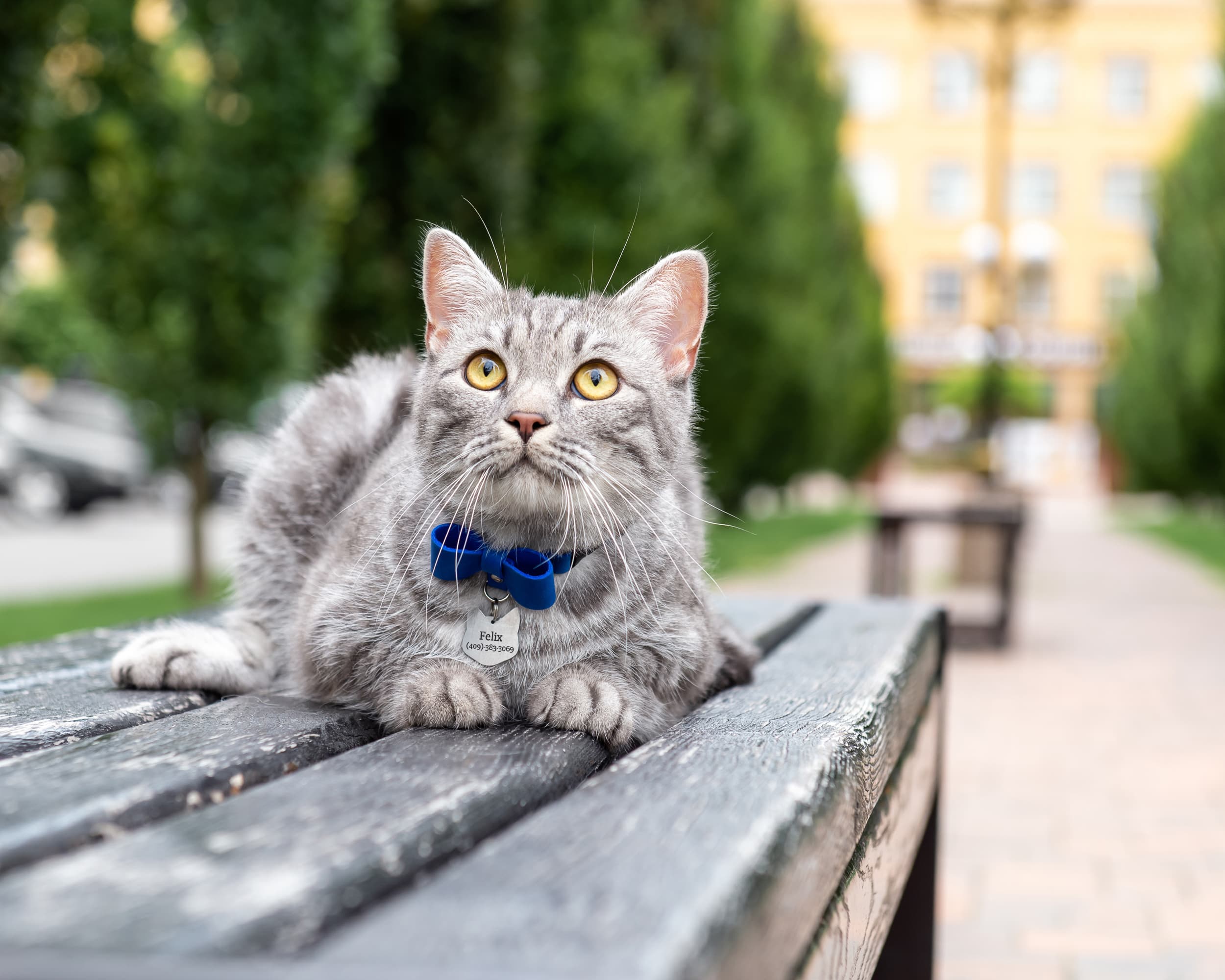 simple cat collar