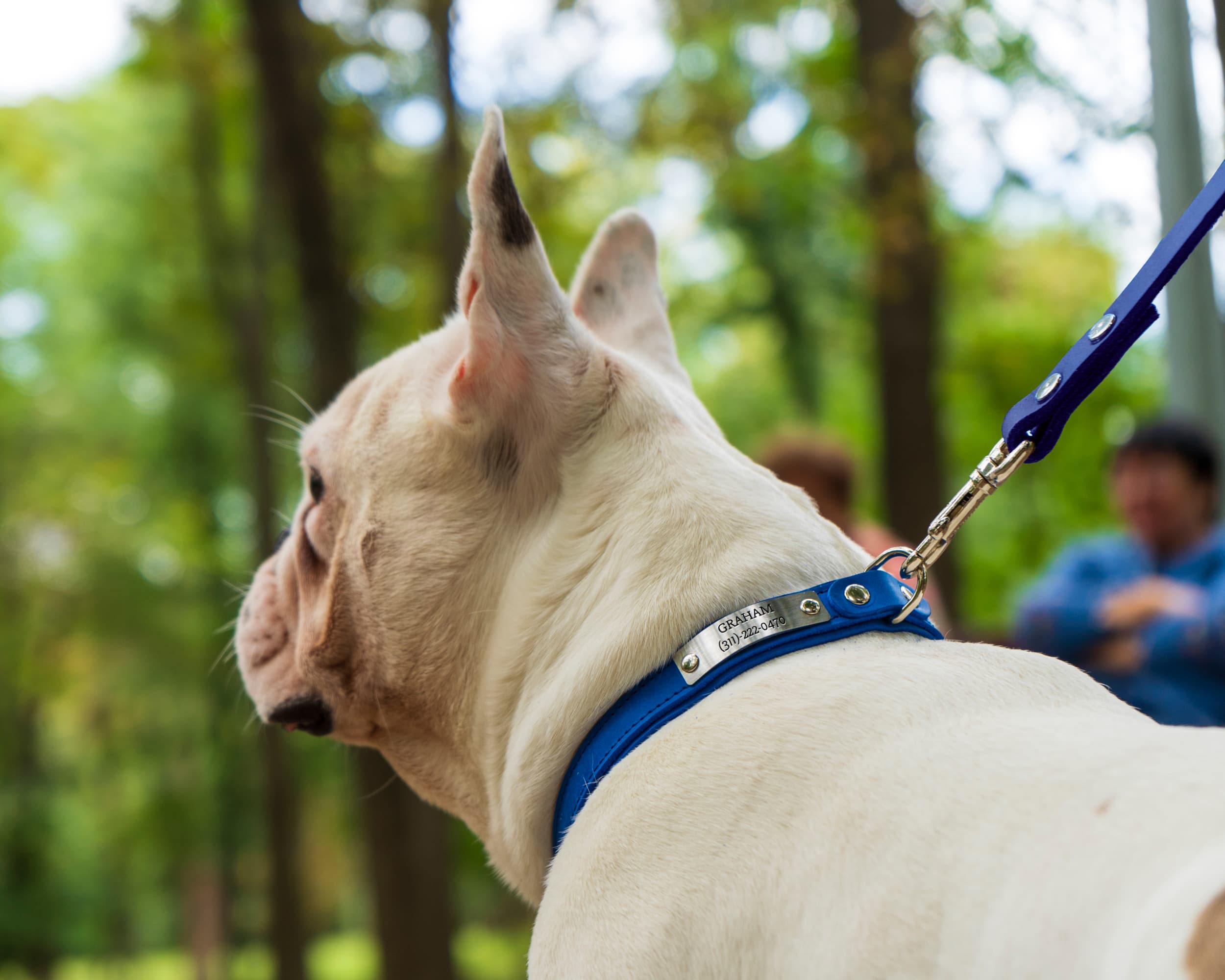 engraved dog collar