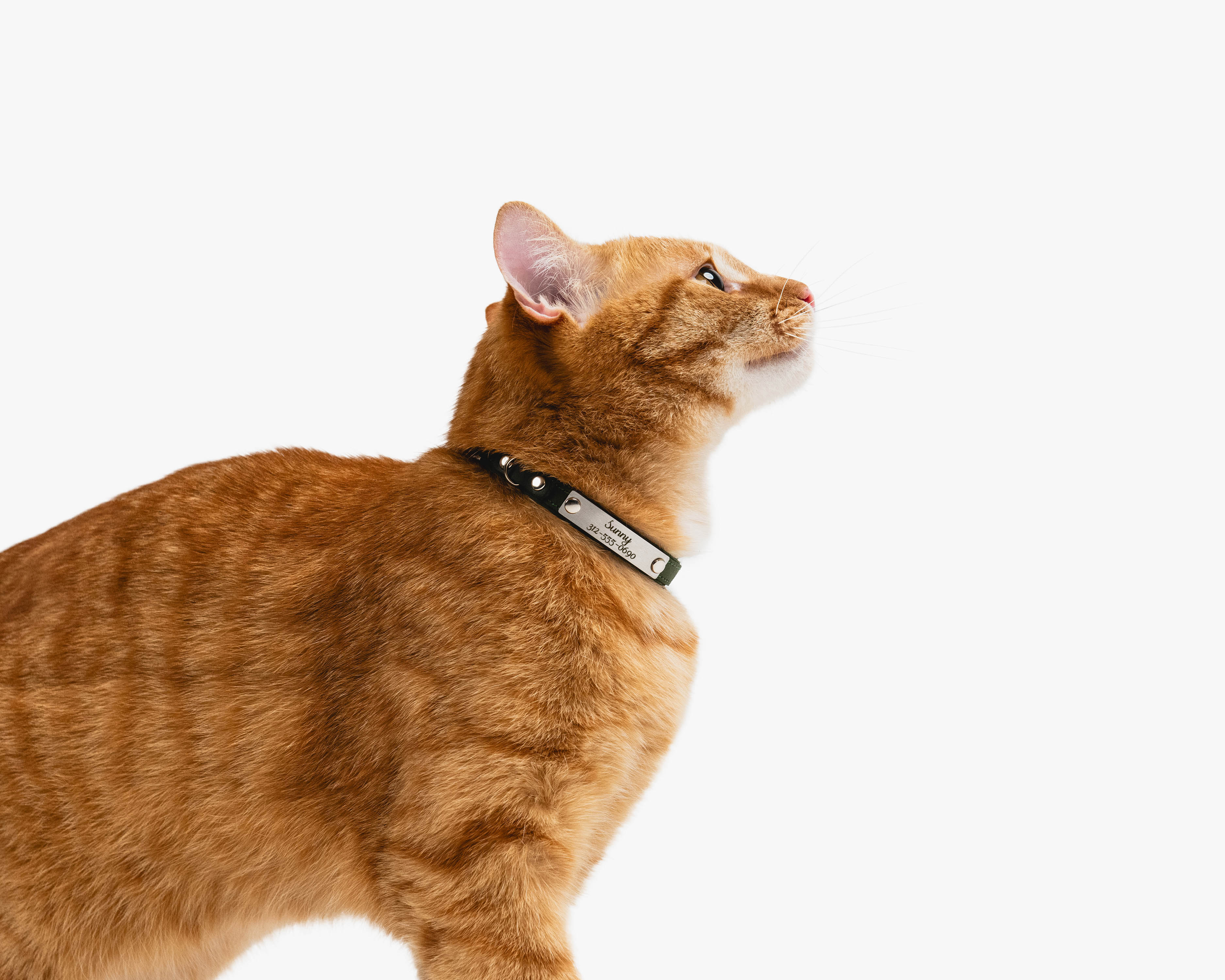 custom cat collar