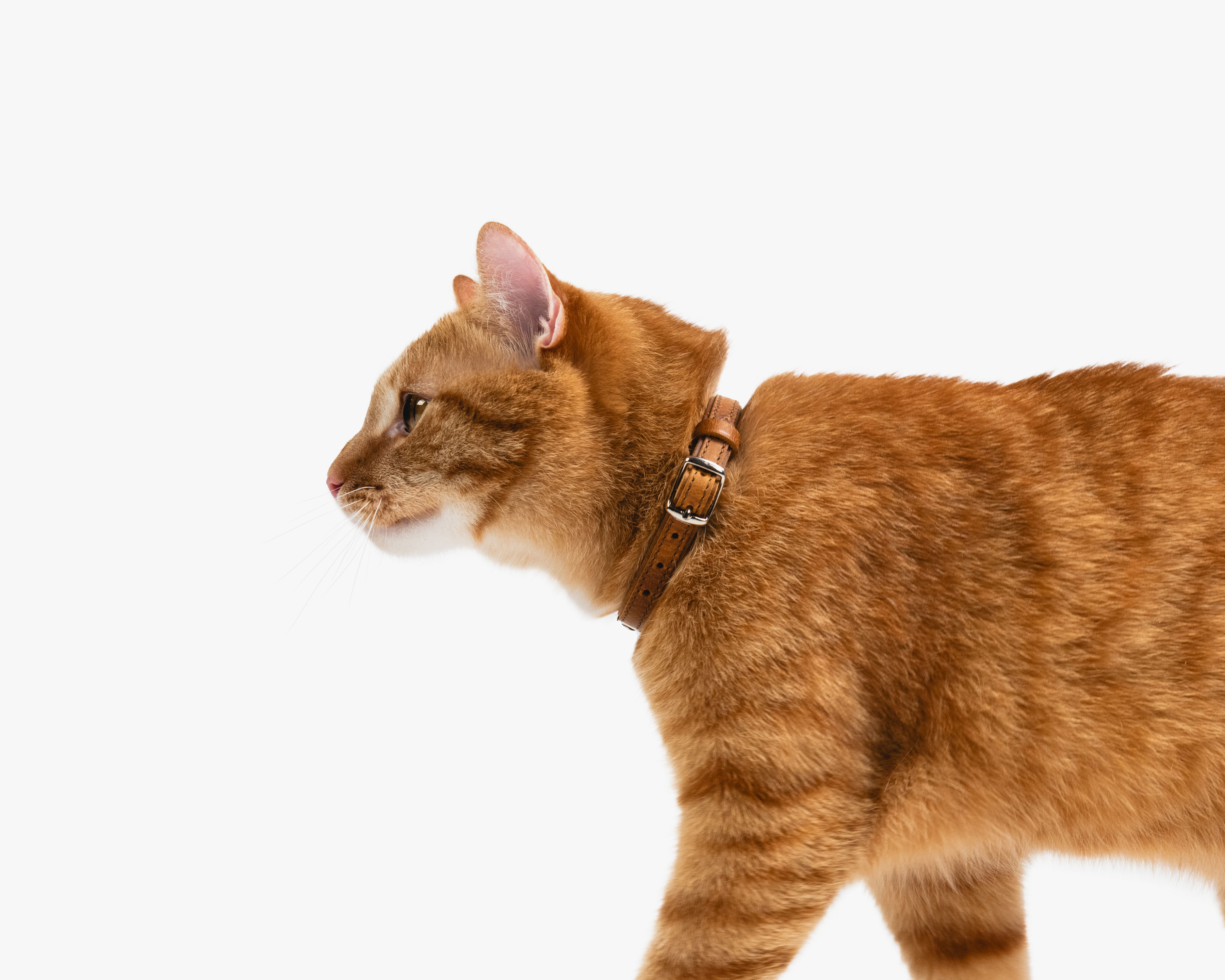leather cat collar