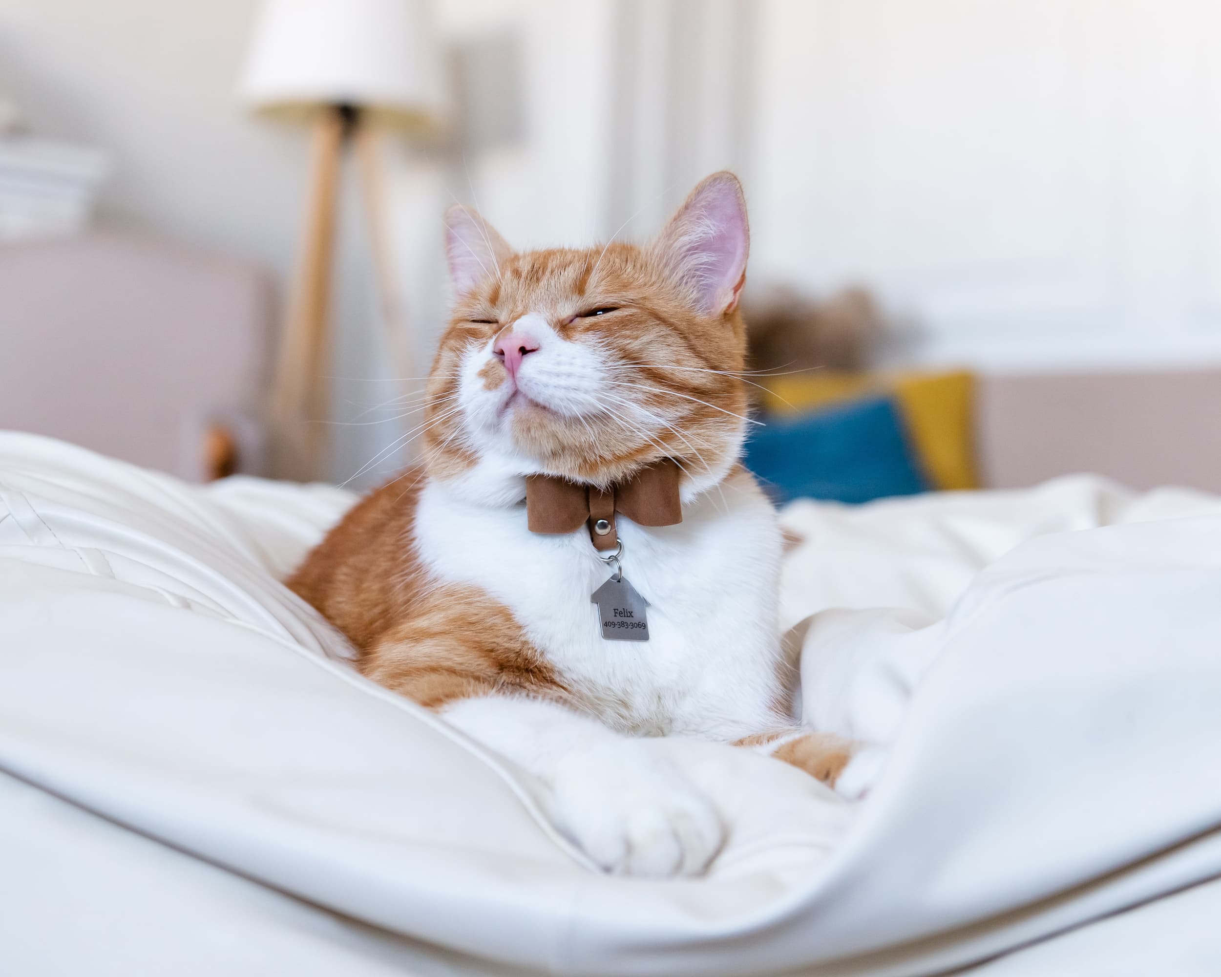 These 8 Breakaway Cat Collars Have the Best Minimalist, Modern