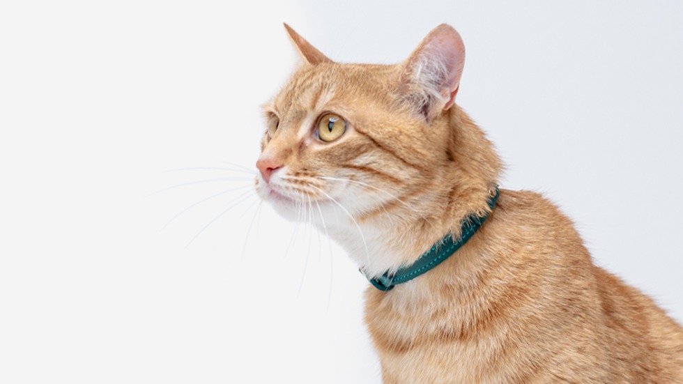 leather cat collar