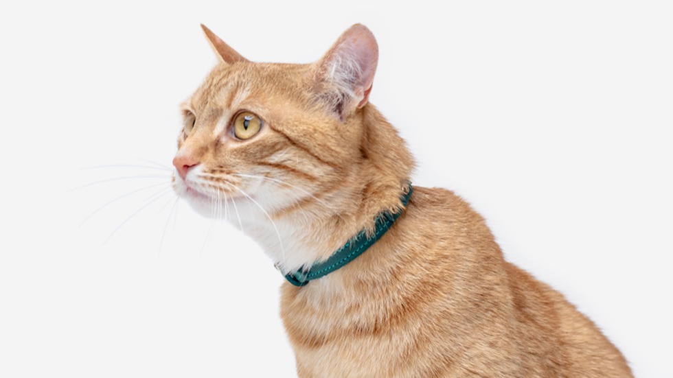 leather cat collar