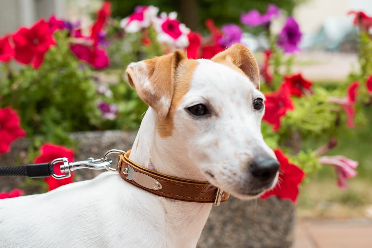 Luna the Jack Russel