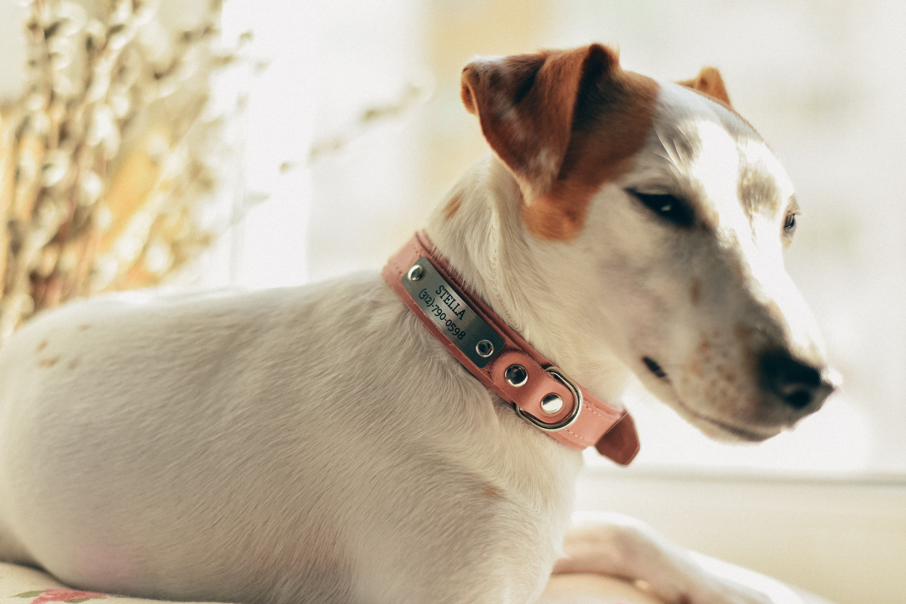 leather engraved dog collar