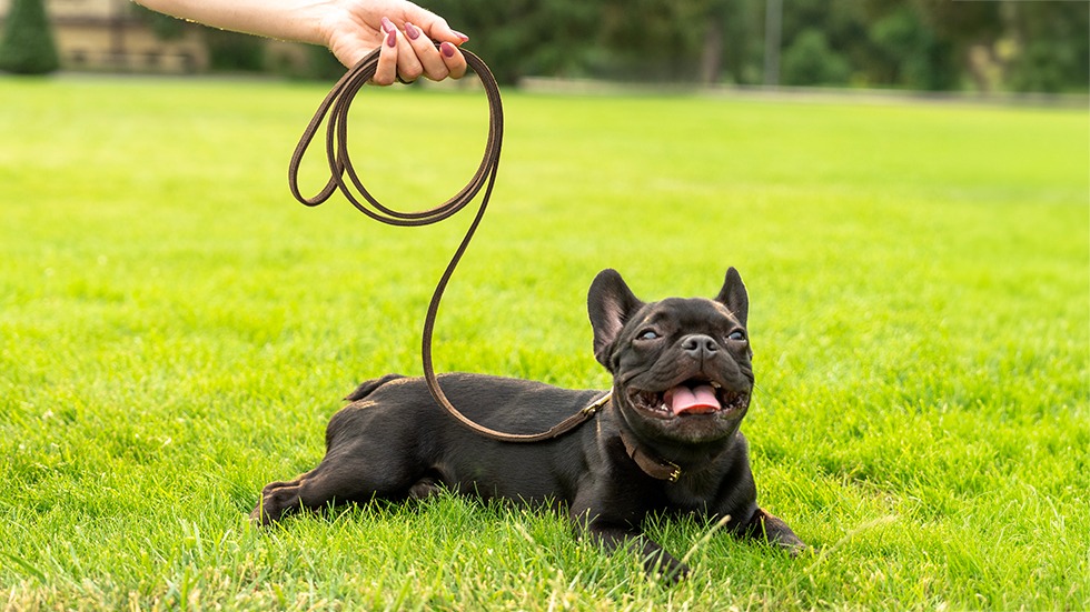 suede dog leash