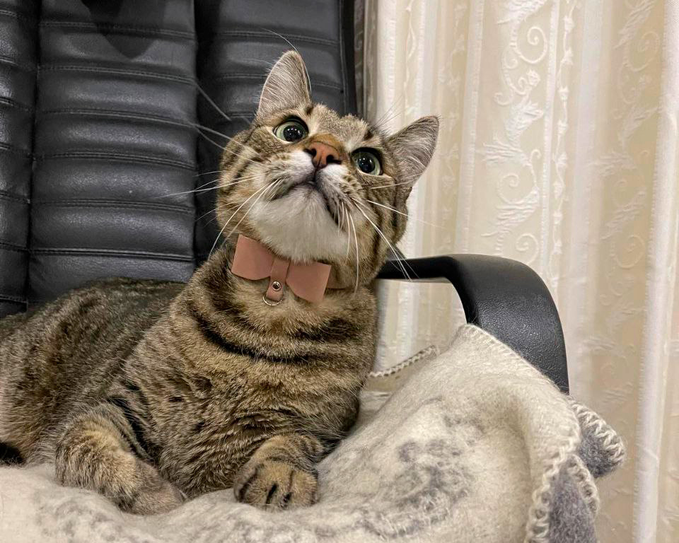 Leather cat collar